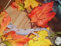 /album/galerie-de-photos-page-daccueil/sam-0851-jpg1/