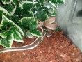 /album/photos-de-differents-geckos/sam-0525-jpg/