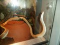 /album/photos-de-differents-geckos/sam-0553-jpg/