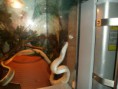 /album/photos-de-differents-geckos/sam-0555-jpg/