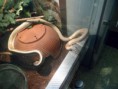 /album/photos-de-differents-geckos/sam-0557-jpg/