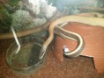 /album/photos-de-differents-geckos/sam-0559-jpg/