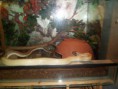 /album/photos-de-differents-geckos/sam-0583-jpg/