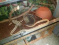 /album/photos-de-differents-geckos/sam-0585-jpg/