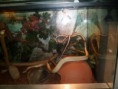 /album/photos-de-differents-geckos/sam-0586-jpg/