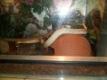 /album/photos-de-differents-geckos/sam-0587-jpg/