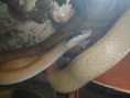 /album/photos-de-differents-geckos/sam-0588-jpg/