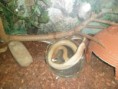/album/photos-de-differents-geckos/sam-0589-jpg/