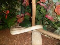 /album/photos-de-differents-geckos/sam-0877-jpg/