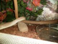/album/photos-de-differents-geckos/sam-0878-jpg/