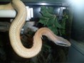 /album/photos-de-differents-geckos/sam-0894-jpg/