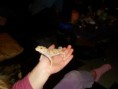 /album/nos-geckos/sam-0739-jpg/