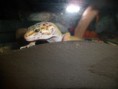 /album/nos-geckos/sam-0744-jpg/