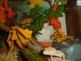 /album/nos-geckos/sam-0771-jpg/