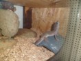 /album/nos-geckos/sam-0789-jpg/