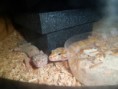 /album/nos-geckos/sam-0791-jpg/