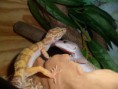 /album/nos-geckos/sam-0793-jpg/
