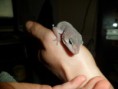 /album/nos-geckos/sam-0823-jpg/