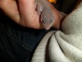 /album/nos-geckos/sam-0829-jpg/