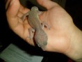/album/nos-geckos/sam-0836-jpg/