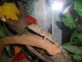 /album/nos-geckos/sam-0837-jpg/