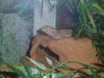 /album/nos-geckos/sam-0843-jpg/