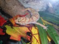 /album/nos-geckos/sam-0855-jpg/