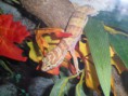 /album/nos-geckos/sam-0856-jpg/
