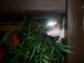 /album/nos-geckos/sam-0858-jpg/
