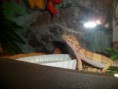 /album/nos-geckos/sam-0862-jpg/