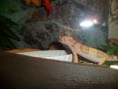 /album/nos-geckos/sam-0863-jpg/