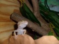 /album/nos-geckos/sam-0865-jpg/