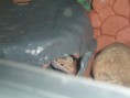 /album/nos-geckos/sam-0924-jpg/