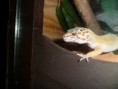 /album/nos-geckos/sam-0940-jpg/