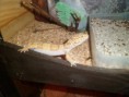 /album/nos-geckos/sam-0942-jpg/
