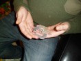 /album/nos-geckos/sam-0943-jpg/