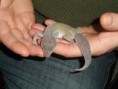 /album/nos-geckos/sam-0944-jpg/