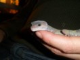 /album/nos-geckos/sam-0946-jpg/