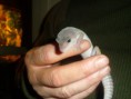 /album/nos-geckos/sam-0947-jpg/