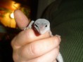 /album/nos-geckos/sam-0948-jpg/