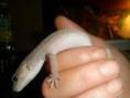 /album/nos-geckos/sam-0949-jpg/