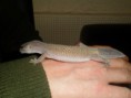 /album/nos-geckos/sam-0950-jpg/