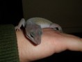 /album/nos-geckos/sam-0951-jpg/