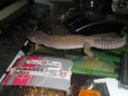 /album/nos-geckos/sam-0952-jpg/