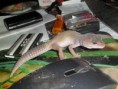 /album/nos-geckos/sam-0953-jpg/