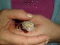 /album/nos-geckos/sam-0956-jpg/