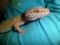 /album/nos-geckos/sam-0957-jpg/