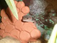 /album/nos-geckos/sam-0959-jpg/