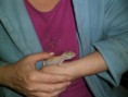 /album/nos-geckos/sam-0961-jpg/