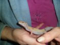 /album/nos-geckos/sam-0963-jpg/
